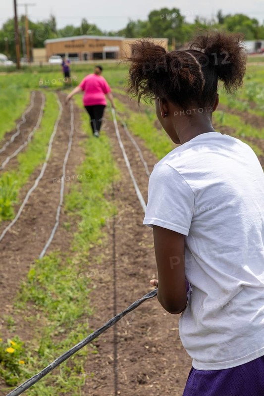 Alamosa, Colorado, Volunteers from the Christian mission group YouthWorks install drip irrigation hoses at the nonprofit Rio Grande Farm Park. The farm is irrigated with water from the adjacent Rio Grande