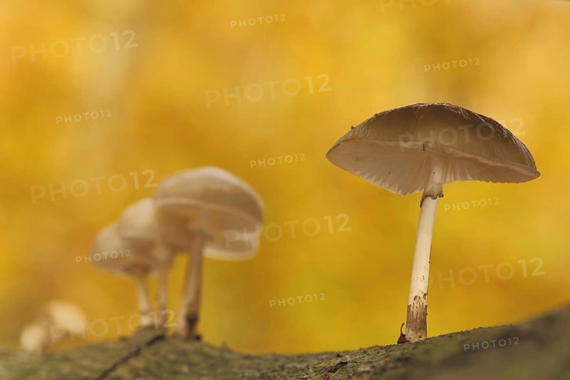 Group porcelain fungus (Oudemansiella mucida) in autumn colours, yellow, light mood, autumn forest, depth of field, blur, Kellerskopf, Naurod, Wiesbaden, Taunus, Hesse, Germany, Europe