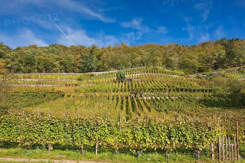Pillnitz vineyards at the vineyard church