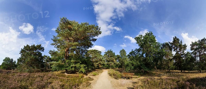 Landscape in the Lüneburg Heath near Bispingen, Heidekreis, Lower Saxony, Germany, Europe