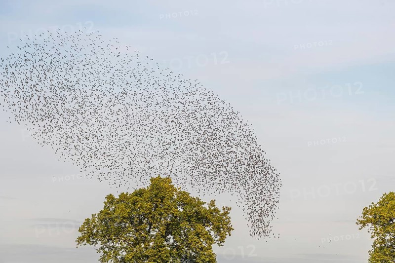 Common (Sturnus vulgaris) starlings fly together, in perfect symbiosis to protect themselves from enemies. Bas-Rhin, Collectivite europeenne d'Alsace, Grand Est, France, Europe