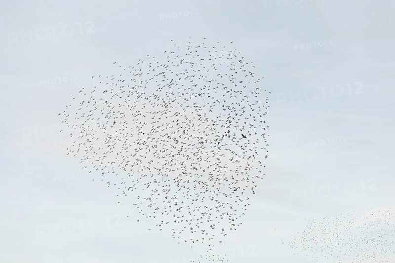 Common (Sturnus vulgaris) starlings fly together, in perfect symbiosis to protect themselves from enemies. Bas-Rhin, Collectivite europeenne d'Alsace, Grand Est, France, Europe