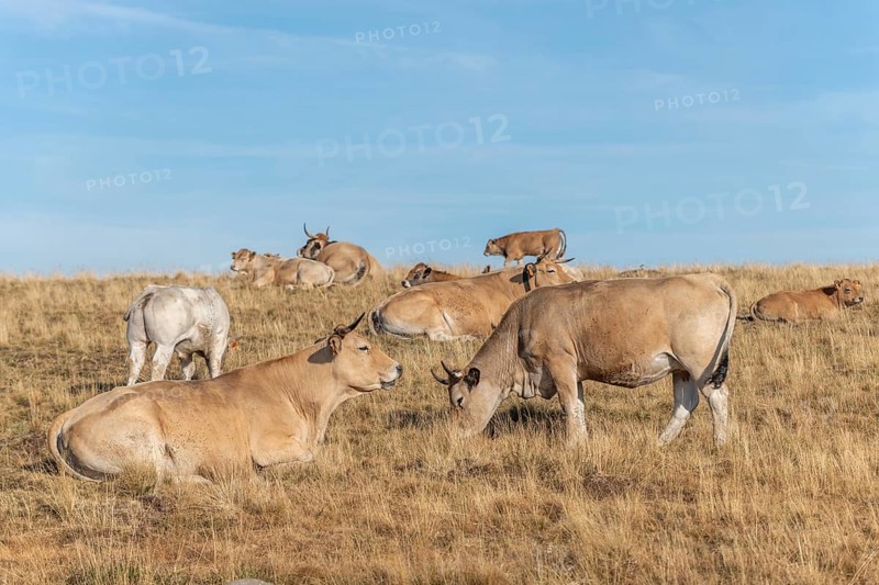 Aubrac cows in a dry pasture in summer. Aubrac, France, Europe
