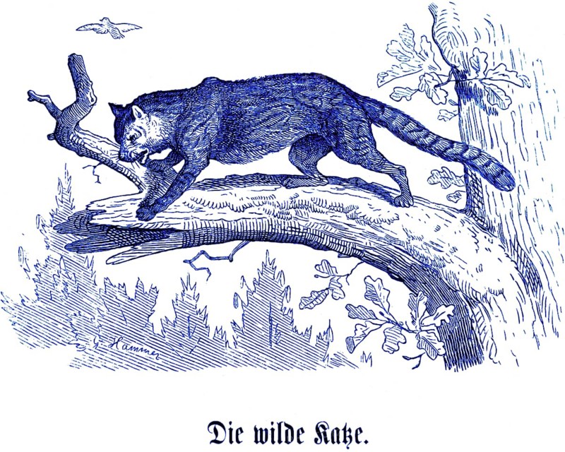 Wild cat, Hubertus hunting and hunting scenes, wild animals, forest, rare, tree, twig, long tail, nature, historical illustration around 1860