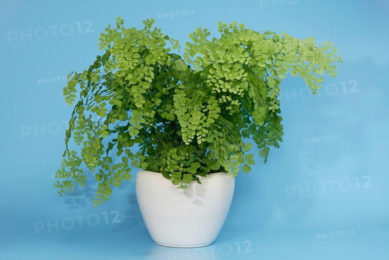 Maidenhair Fern (Adiantum raddianum) in pot, Maidenhair fern in flower pot, indoor, studio