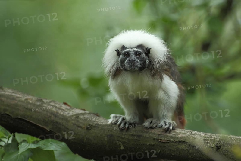 Liszt's (Callitrichidae) monkey, pinché monkey, monkey, tamarin (saguinus), tamarin, clawed monkey, clawed monkey, cotton-top tamarin (Saguinus oedipus), Anthropoidae, New World monkeys (Platyrrhini), dry-nosed monkeys, monkey, primates, primate, gentleman animals, monkeys, dry-nosed monkey, primates, Haplorhini, mammal, animal, vertebrate, captive