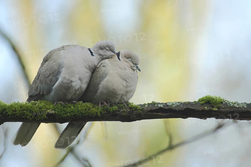 A pair of eurasian collared dove (Streptopelia decaocto) during courtship with their eyes closed in Bad Schönborn, Baden-Württemberg, Germany, Europe