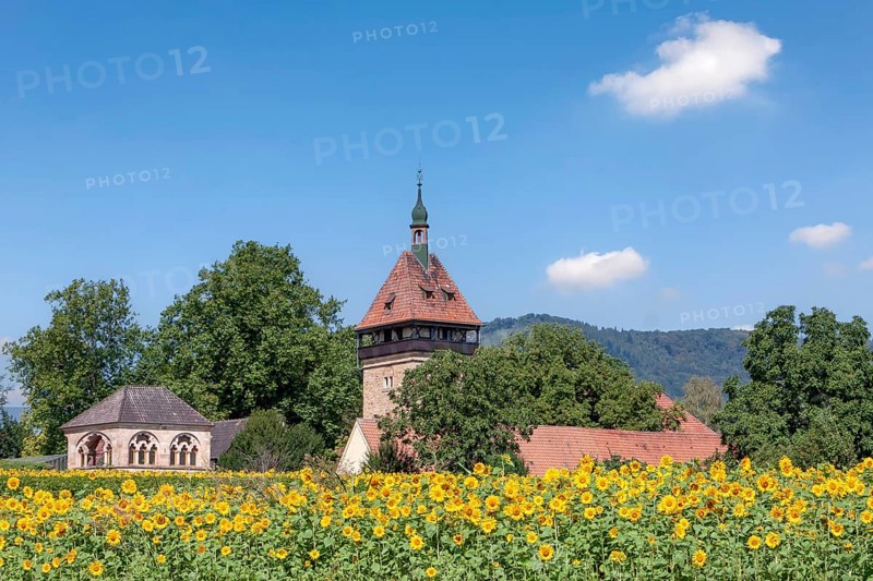 Geilweilerhof, Julius Kühn Institute for Grapevine Breeding, Sunflower Field, Siebeldingen, German Wine Route, Southern Wine Route, Palatinate, Rhineland-Palatinate, Germany, Europe