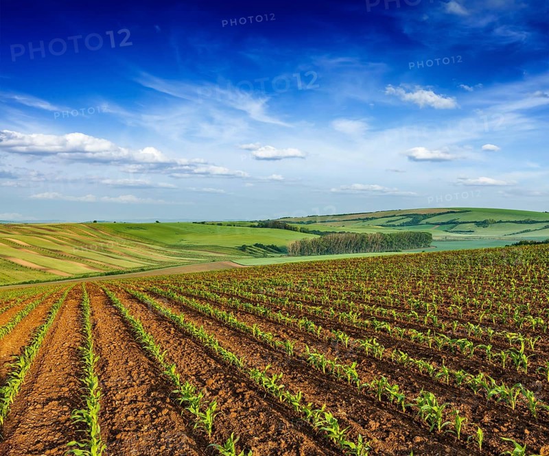 Rolling fields of Moravia, Czech Republic, Europe