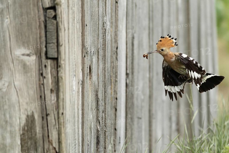 Hoopoe (Upupa epops) flies with food to the artificial nest hole in a barn, Lower Austria, Austria, Europe