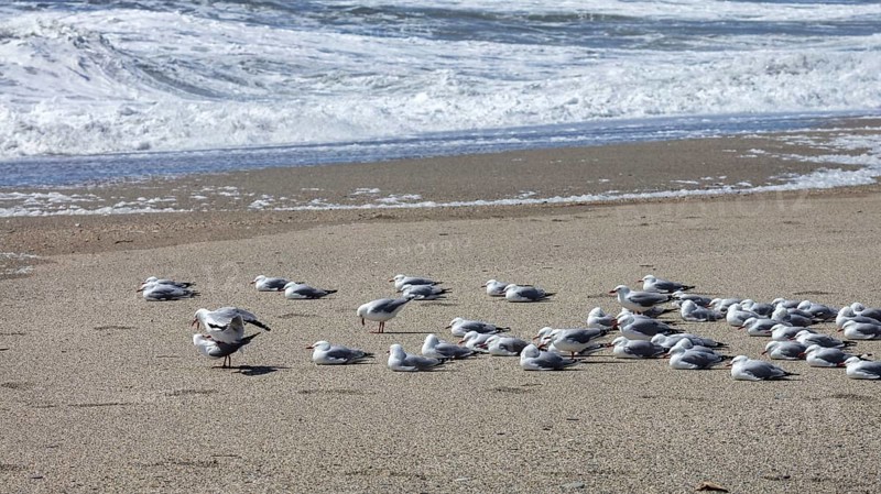 Maori black-billed gull (Chroicocephalus bulleri), Ship Creek, Beach, New Zealand, Oceania