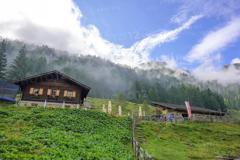 Lower Ulfaseralm and Nebelwald, moss in Passeier, South Tyrol, Italy, Europe