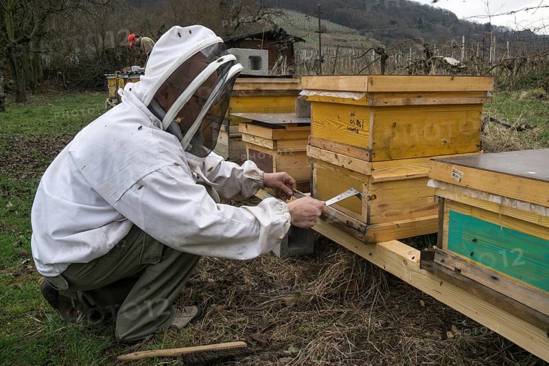 Beekeeper at work on the beehives with honey bees (Apis), Baden-Württemberg, Germany, Europe