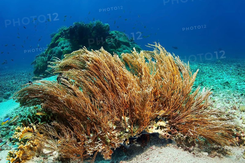 Hydrozoan sticks (Hydrozoa) strongly cnidarian, on sandy bottom, Great Barrier Reef, UNESCO World Heritage Site, Coral Sea, Coral Sea, Pacific Ocean, Cairns, Queensland, Australia, Oceania