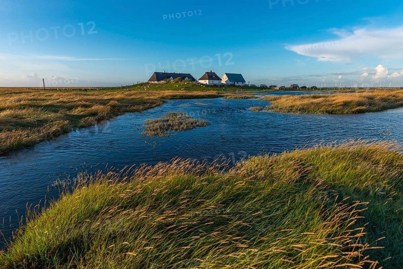 Hamburger Hallig, Reußenköge, North Frisia, dwelling mound, reed houses, grasses, sheep, evening light, blue sky, Schleswig-Holstein, North Germany, Germany, Europe