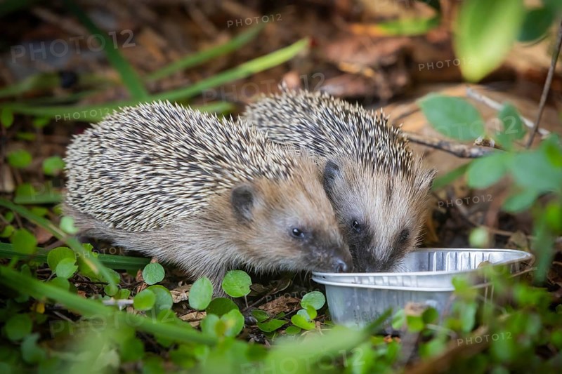 Hedgehog mother with young in the living environment of humans. A near-natural garden is a good habitat for hedgehogs, young hedgehogs can also be fed to give them a better chance of survival for hibernation, Bannewitz, Saxony, Germany, Europe