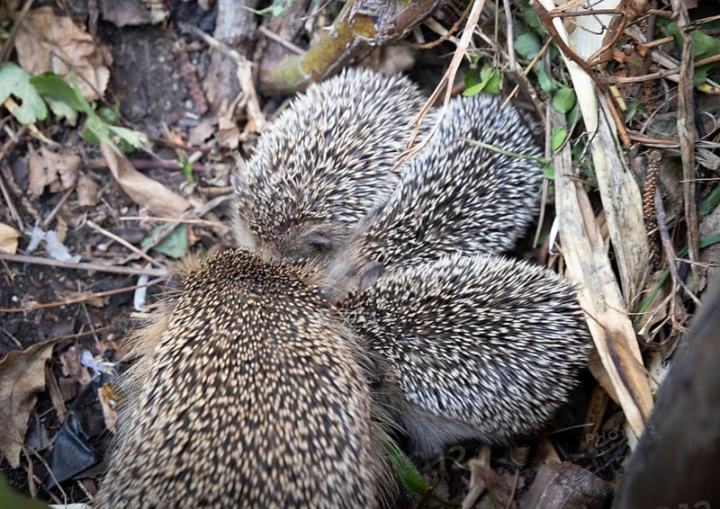 Hedgehog mother with young in the living environment of humans. A near-natural garden is a good habitat for hedgehogs, young hedgehogs can also be fed to give them a better chance of survival for hibernation, Bannewitz, Saxony, Germany, Europe