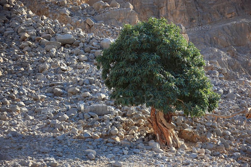 Landscape in the Jebel Harim area, in the Omani enclave of Musandam, Oman, Asia