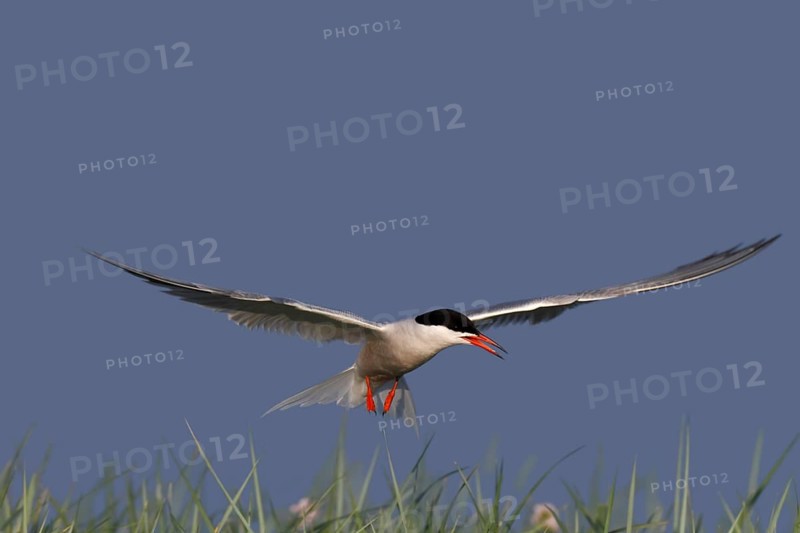 Common Tern (Sterna hirundo), flight study, animal in flight, Lower Saxon Wadden Sea National Park, East Frisian Islands, Lower Saxony, Germany, Europe