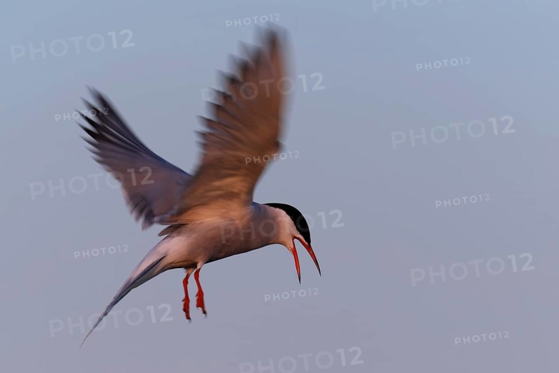 Common Tern (Sterna hirundo), flight study, animal in flight, Lower Saxon Wadden Sea National Park, East Frisian Islands, Lower Saxony, Germany, Europe
