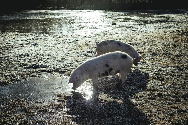 Swabian-Hall pigs in an oak forest, Iphofen, Lower Franconia, Franconia, Bavaria, Germany, Europe