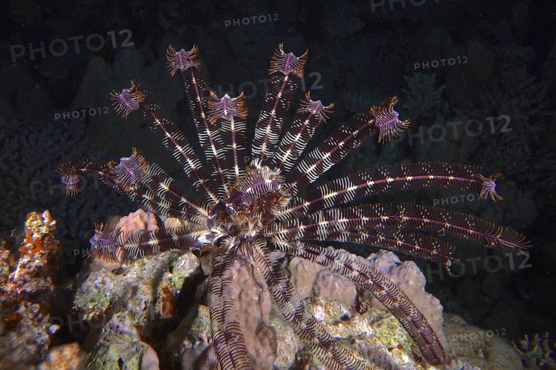 Klunzinger's hair star (Lamprometra klunzingeri) at night, Dangerous Reef dive site, St Johns Reef, Saint Johns, Red Sea, Egypt, Africa