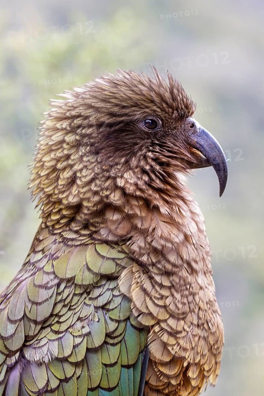 Kea (Nestor notabilis), Fiordland National Park, New Zealand, Oceania