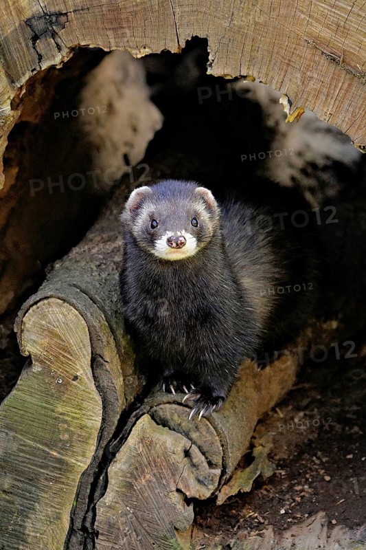 European polecat (Mustela putorius) or woodland polecat
