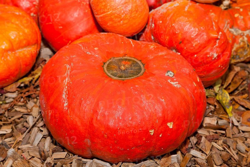 Pumpkins (Cucurbita) (Cucurbitaceae) are a genus of plants in the gourds . Five species are cultivated: Cucurbita argyrosperma, siam pumpkin (Cucurbita ficifolia), squash (Cucurbita maxima), musk squash (Cucurbita moschata) and garden pumpkin (Cucurbita pepo)
