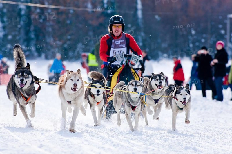 Sled dog race in Nassau Erzgeb