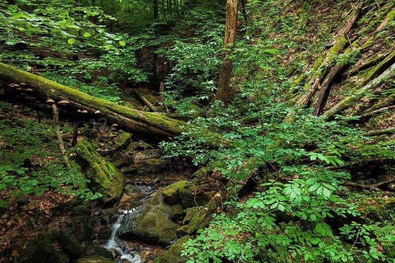 Waldbach near Thürmsdorf