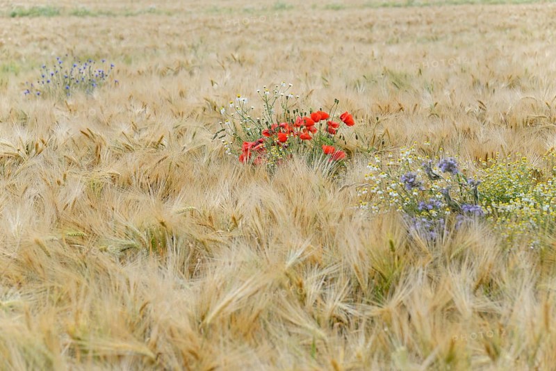 Field of corn with poppy flowers (Papaver rhoeas), mayweed (Matricaria) and cornflowers (Centaurea cyanus), North Rhine-Westphalia, Germany, Europe