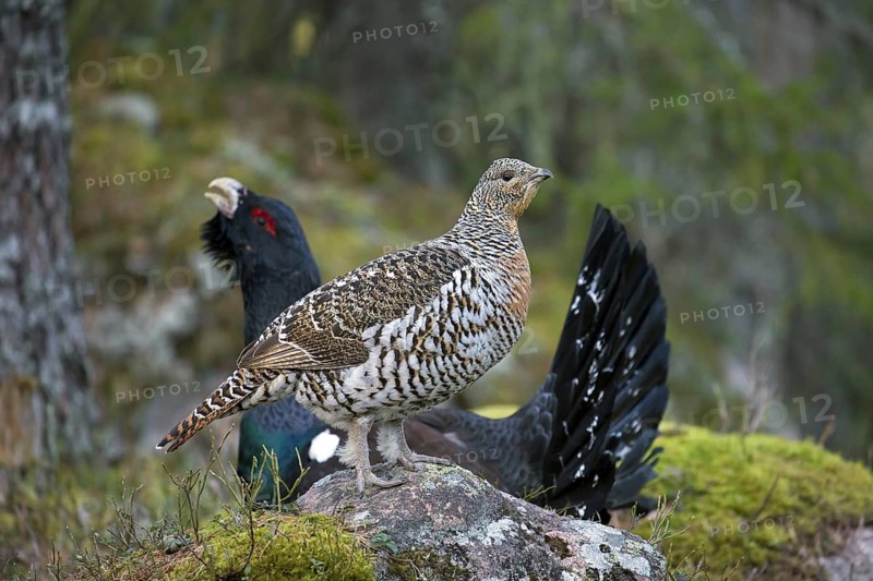 Western capercaillie (Tetrao urogallus) female and male displaying at lek in coniferous forest in spring