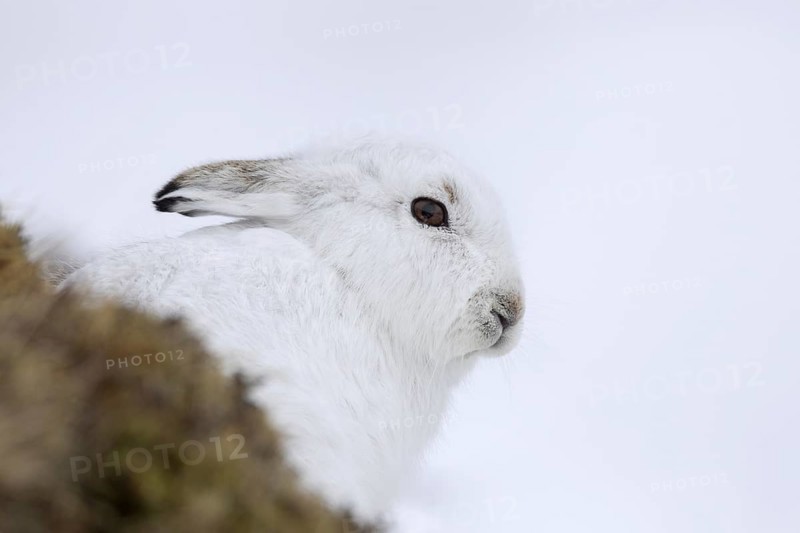 Close-up portrait of mountain hare (Lepus timidus), Alpine hare, snow hare in white winter pelage sitting in the snow, Cairngorms NP, Scotland, UK