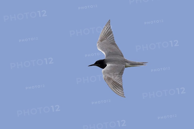 Black tern (Chlidonias niger) in breeding plumage in flight against blue sky