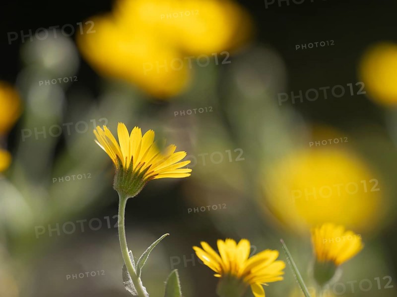 Photo art, depicted by blurred out of focus flowers of the rough hawksbeard (Crepis biennis), Extremadura, Spain, Europe