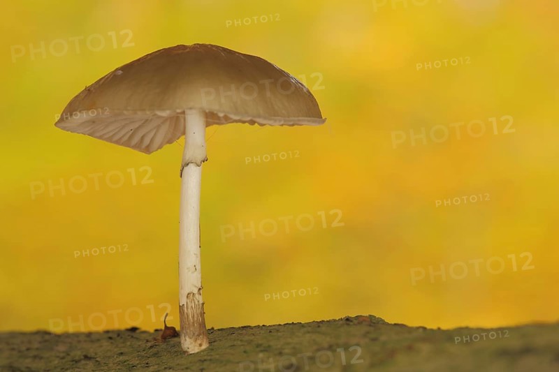 Beech slime mould with autumn colouring, yellow, autumn forest, porcelain fungus (Oudemansiella mucida), root slime mould, slime mould, root slime mould, slime mould, knight's mushroom, Tricholomataceae, leaf mushroom, leaf mushroom (Agaricales), mushroom, mushroom, cellar head, Naurod, Wiesbaden, Taunus, Hesse, Germany, Europe