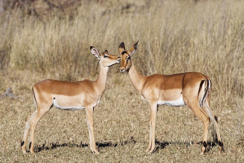 Common impalas (Aepyceros melampus), two females in dry grassland, showing affection, savanna, Mahango Core Area, Bwabwata National Park, Kavango East, Caprivi Strip, Namibia, Africa