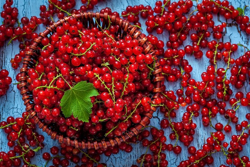 Redcurrant red currant berries in wicker bowl on kitchen table