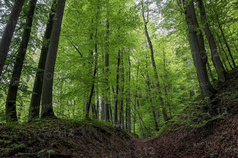 Buchenwald, Wiesensteig, Swabian Alb, Baden-Württemberg, Germany, Europe