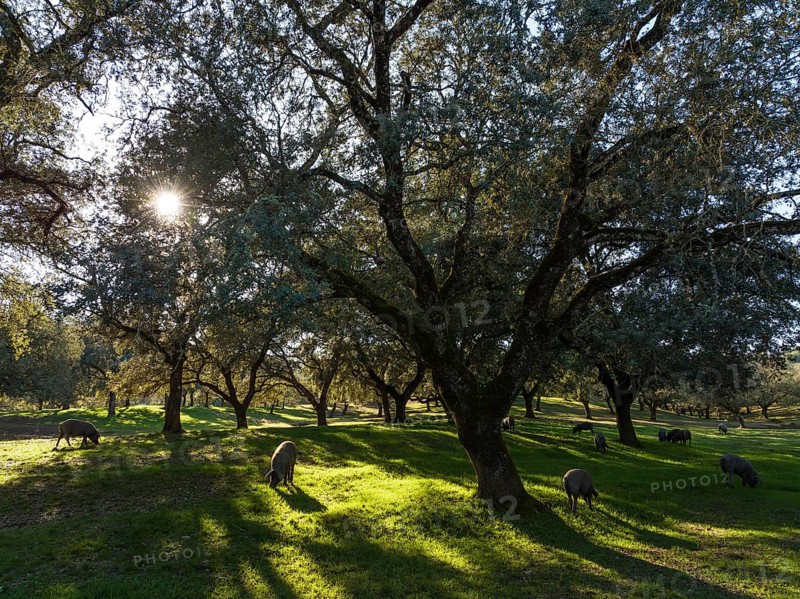 Grazing pigs and holm oaks (Quercus ilex) in the Sierra de Aracena, aerial view, drone shot, Huelva province, Andalusia, Spain, Europe