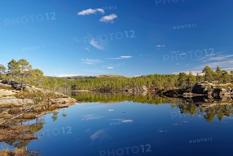 Wooded banks reflected in a calm lake, deserted, pine trees, Kystriksveien, Helgeland, Nordland, Norway, Europe