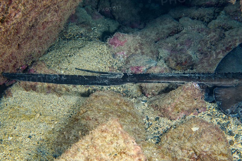 Close-up of dangerous poisonous stingray sting with potentially lethal venom on the tail of a stingray (Bathytoshia centroura), on the right side of the picture attachment of tail to body of stingray, East Atlantic, Macaronesian Archipelago, Fuerteventura, Canary Islands, Spain, Europe
