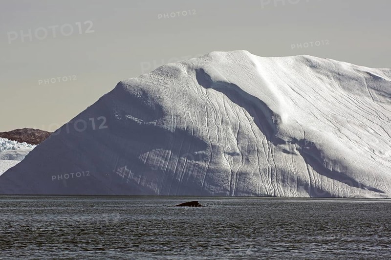 Humpback whale in front of icebergs, Disko Bay, Ilulissat, Arctic, Greenland, Denmark, North America