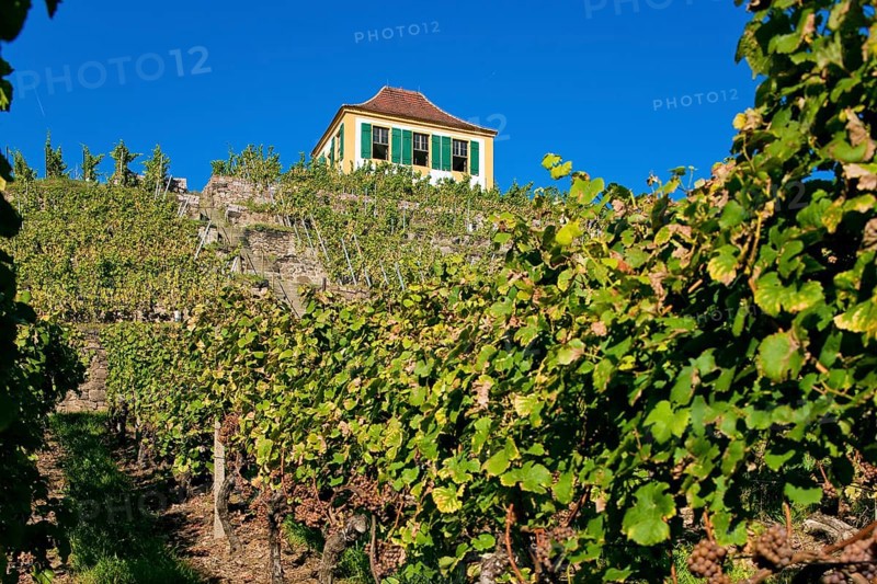 Diesbar Seußlitz vineyard