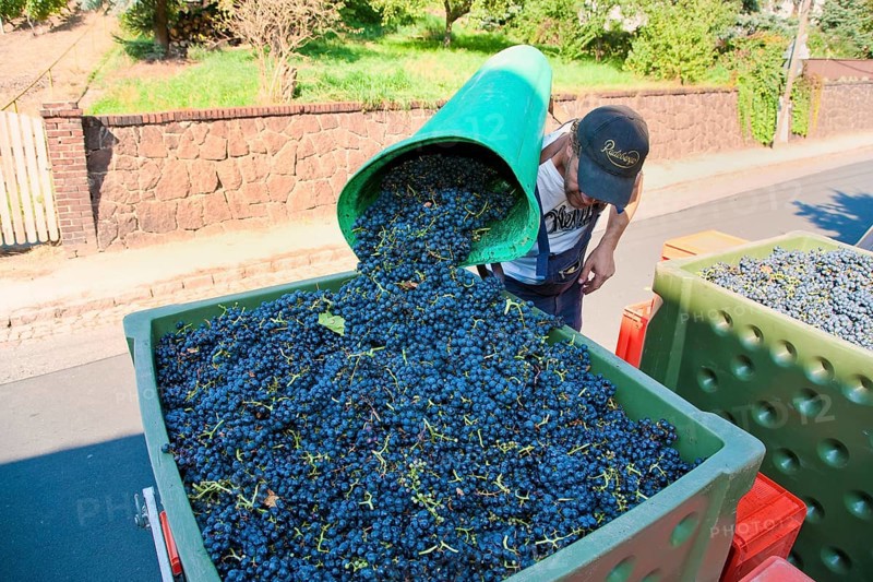 Grape grape harvest in the Spaargebirge near Meißen