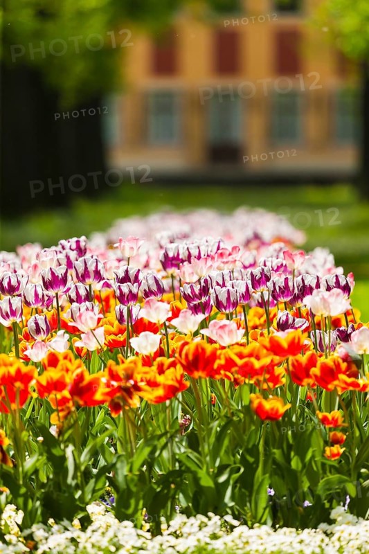Pillnitz Palace Park in spring