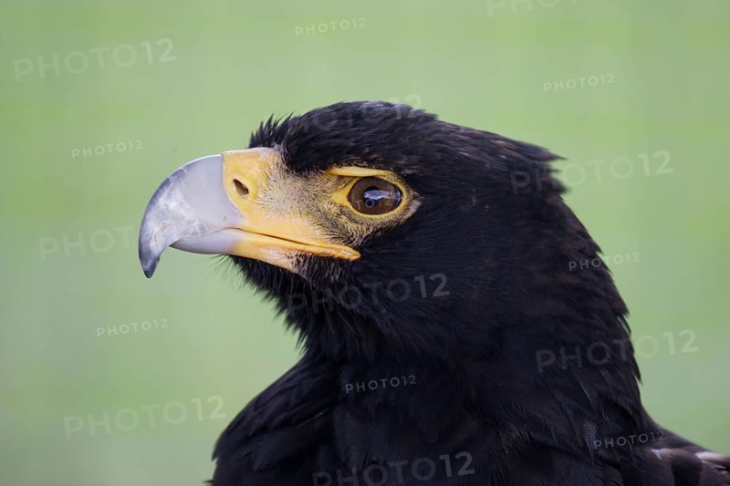 Verreaux's eagle (Aquila verreauxii), South Africa, Africa
