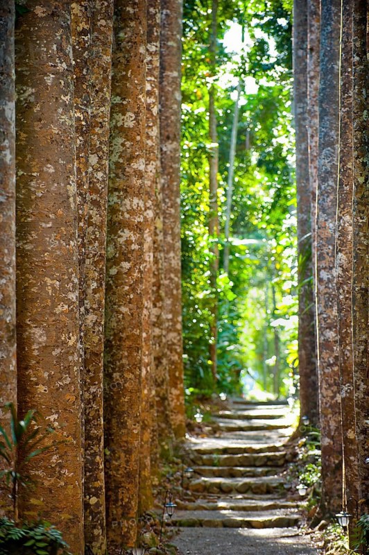 Avenue of kauri (Agathis australis), rainforest, forest, tree, tropical, tropical, Paronella Park, Innisfail, Queensland, Australia, Oceania