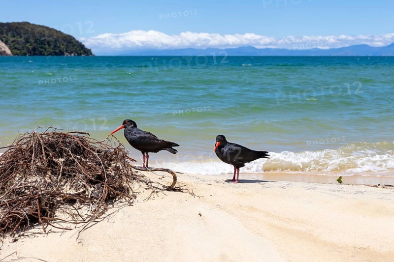 Oystercatcher bird (Haematopus unicolor), Abel Tasman Coast Track, Apple-Tree-Bay, Kaiteriteri, New Zealand, Oceania